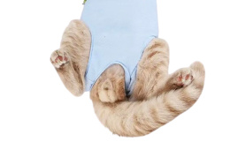 Piżama/ubranko pozabiegowe dla psa lub kota STERILE
